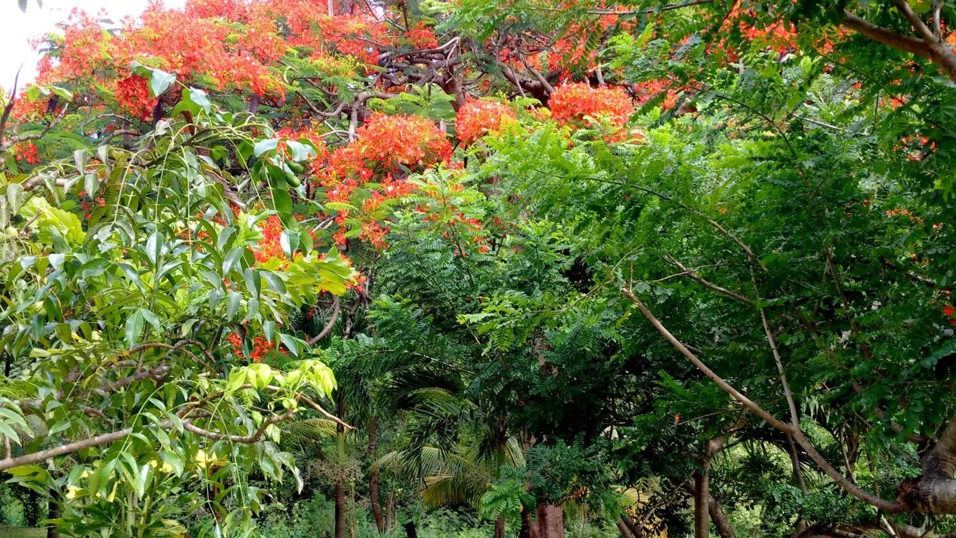 Nature Paradise Pool & Spa - Exceptional Secluded Luxury Location Le Diamant 0*,  Martinique