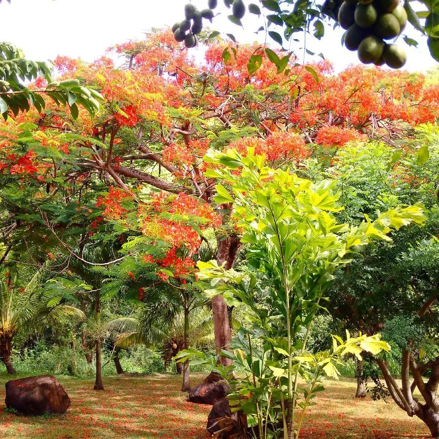 Nature Paradise Pool & Spa - Exceptional Secluded Luxury Location Le Diamant Martinique